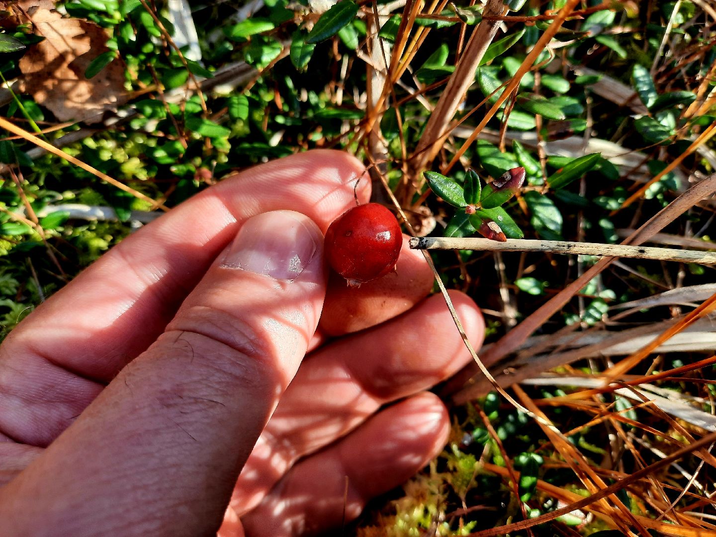 шатура, клюква, болото, лес, сбор урожая, урожай, собирают урожай, поспел урожай,