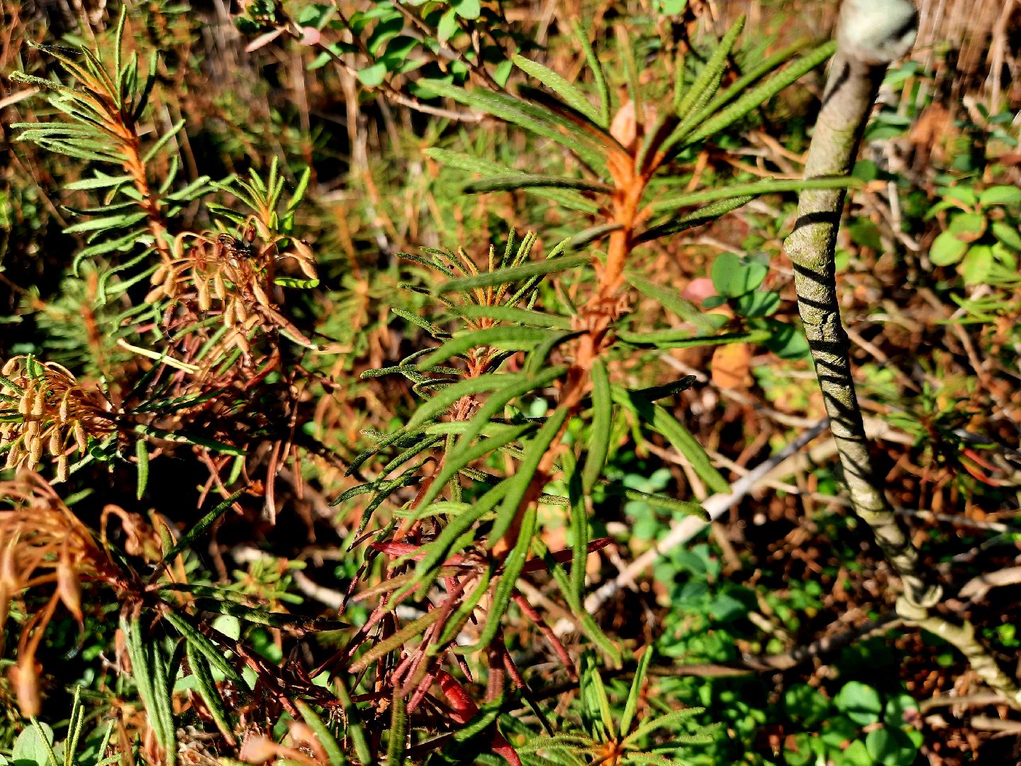 шатура, клюква, болото, лес, сбор урожая, урожай, собирают урожай, поспел урожай,