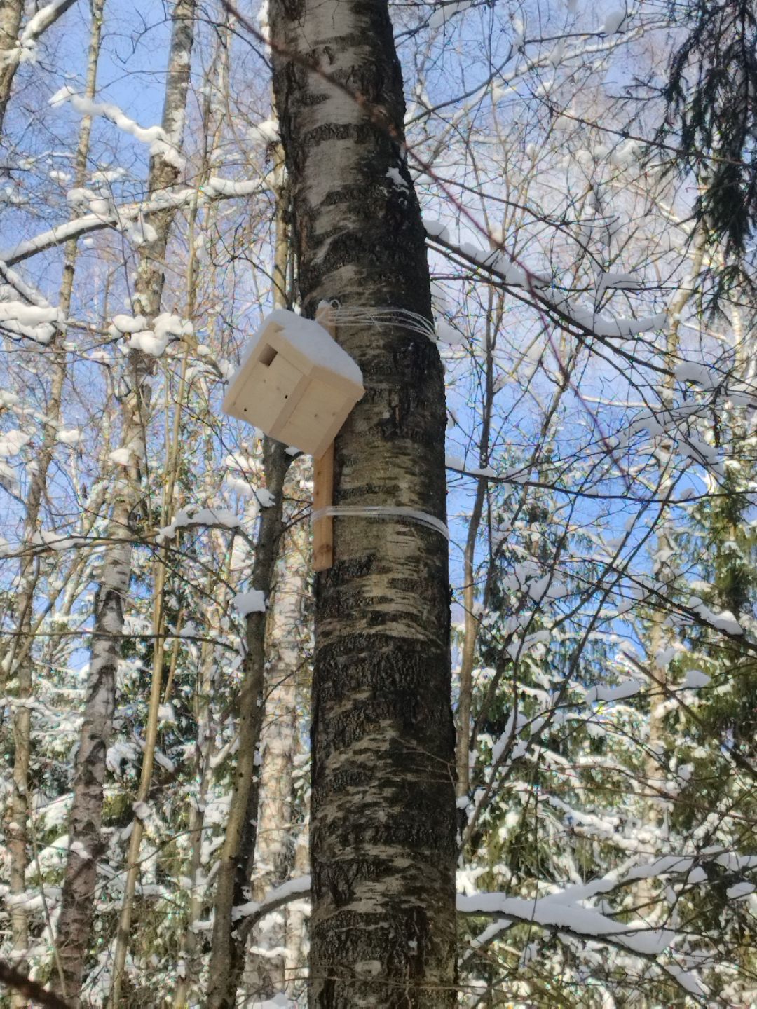 Истра, экология, волонтеры, кормушки, активные жители