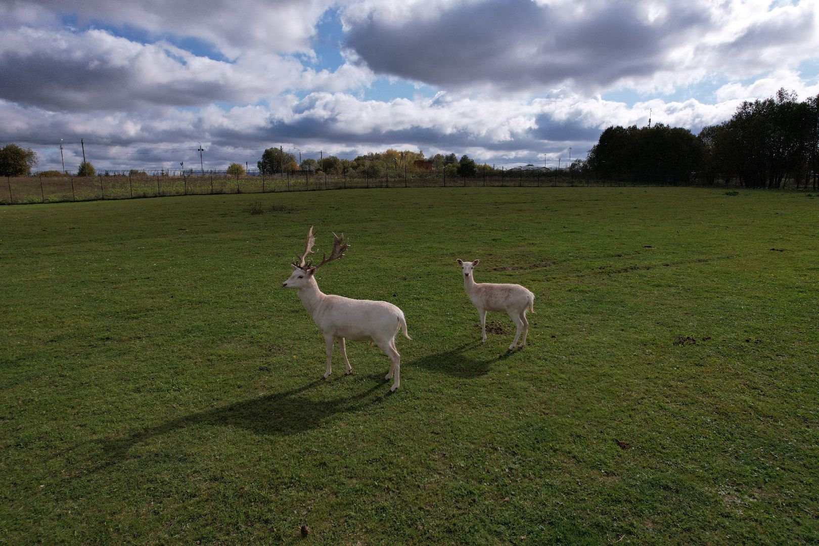 ранчо, туризм, можайск, кони,видео с коптера,
