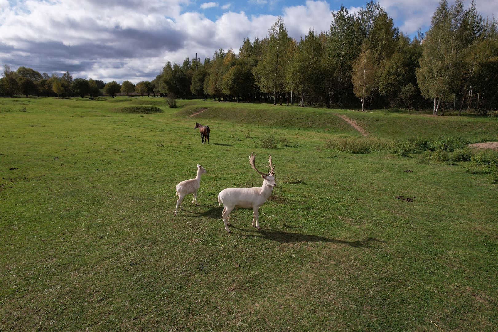 ранчо, туризм, можайск, кони,видео с коптера,