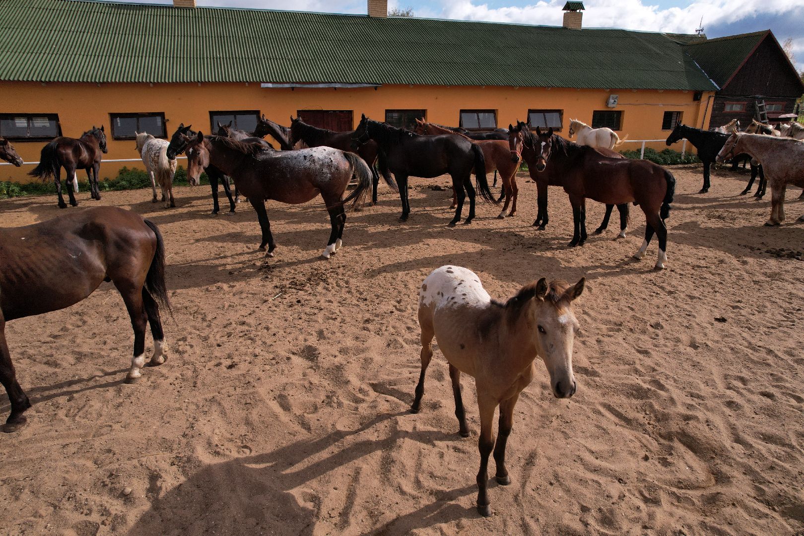 ранчо, туризм, можайск, кони,видео с коптера,