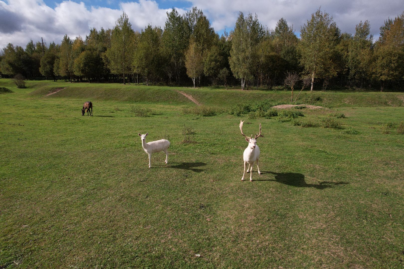 ранчо, туризм, можайск, кони,видео с коптера,