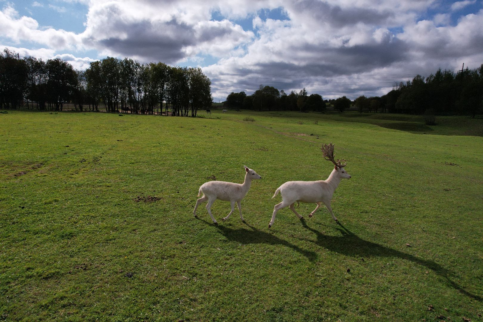 ранчо, туризм, можайск, кони,видео с коптера,