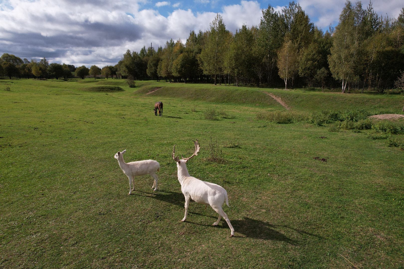 ранчо, туризм, можайск, кони,видео с коптера,