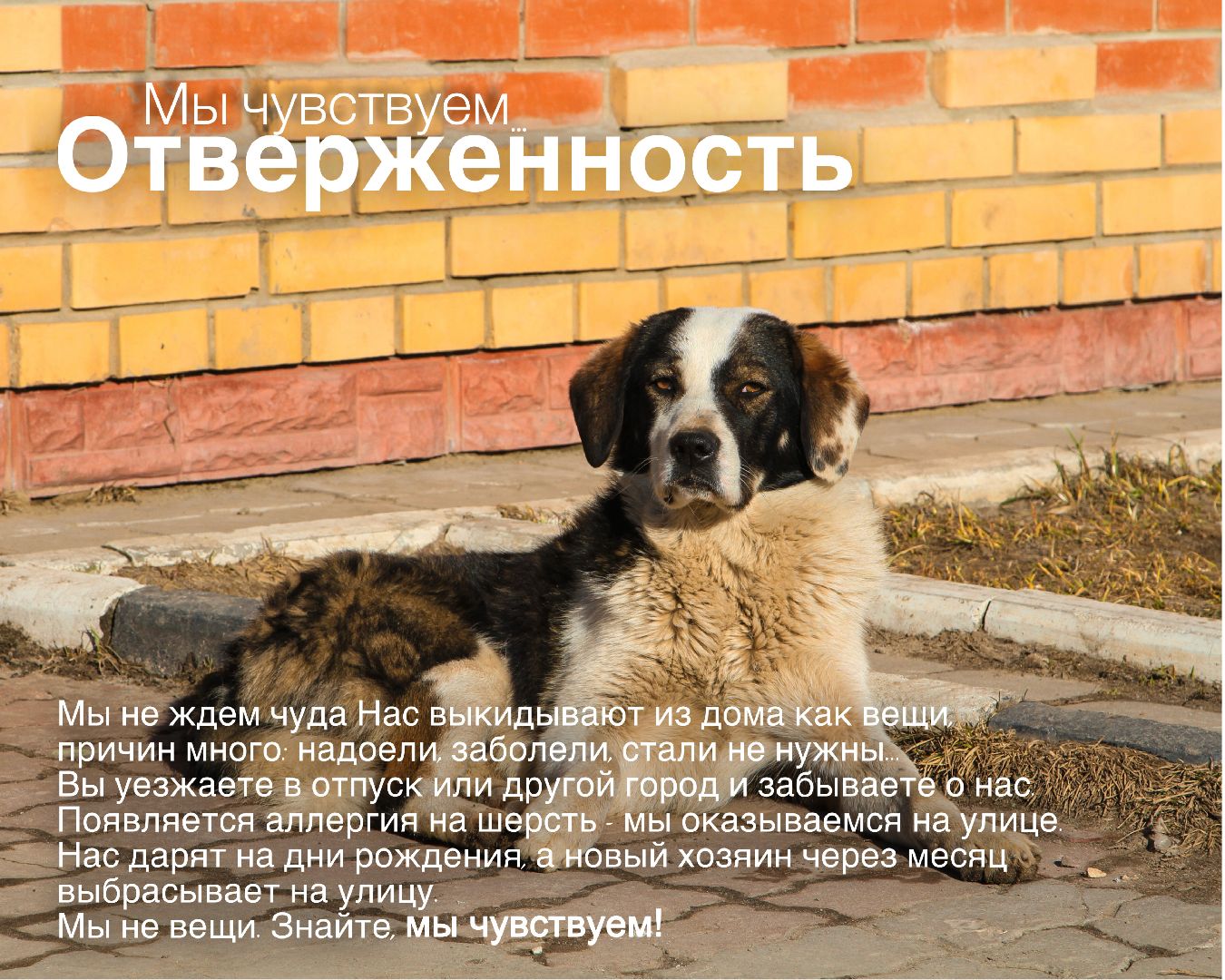 Шатура, день защиты животных,мы чувствуем,