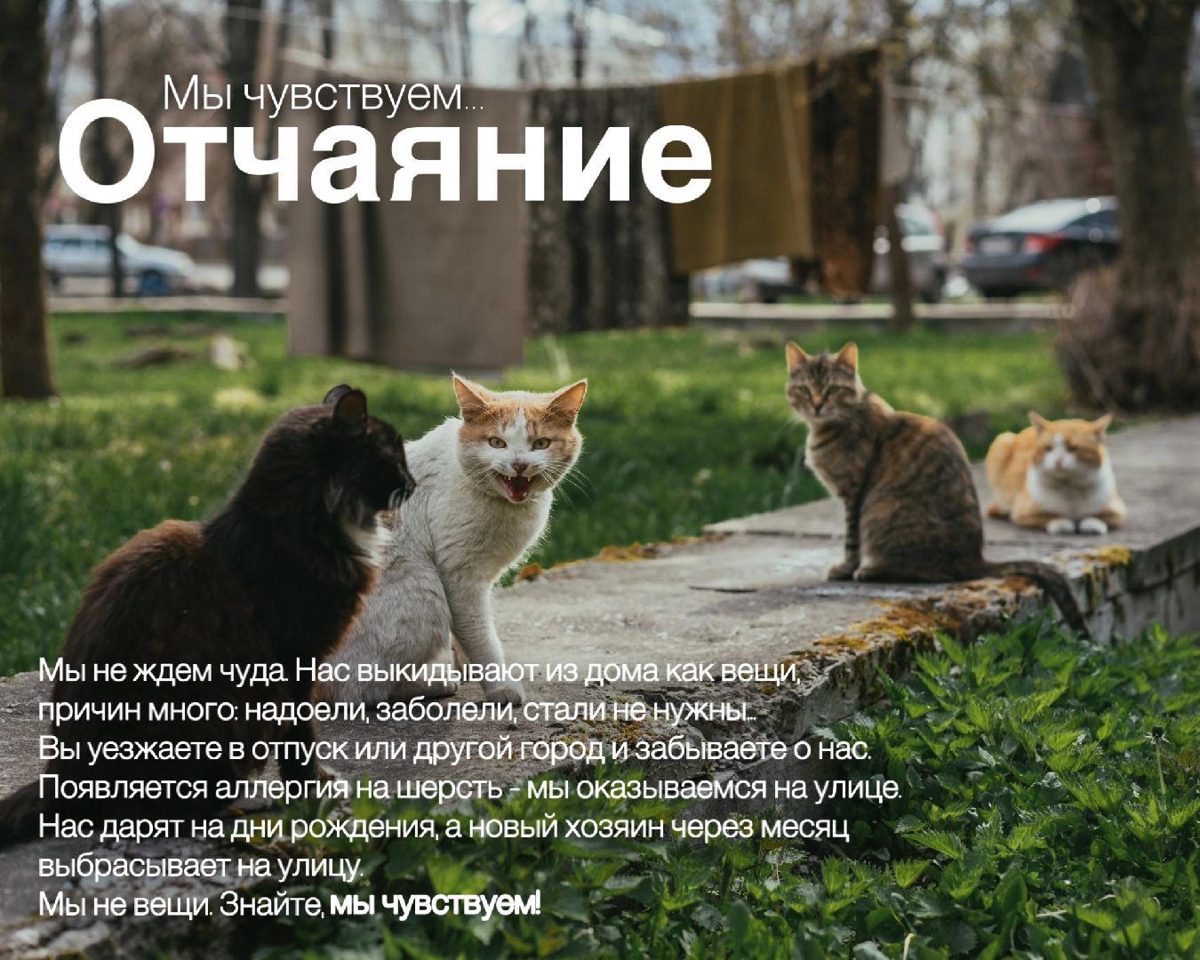 Шатура, день защиты животных,мы чувствуем,