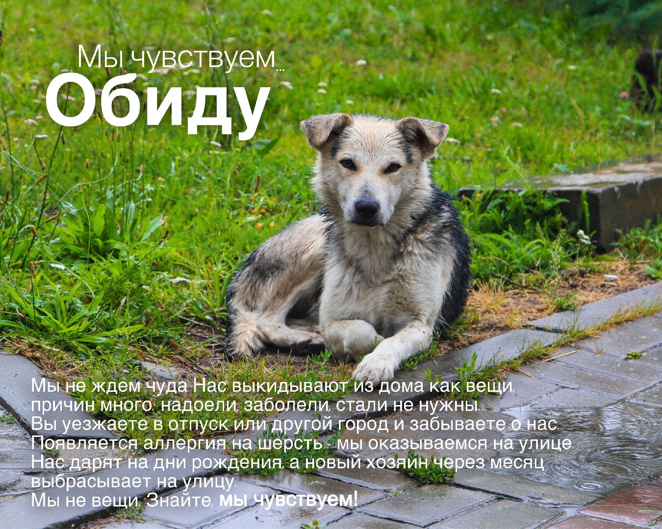 Шатура, день защиты животных,мы чувствуем,