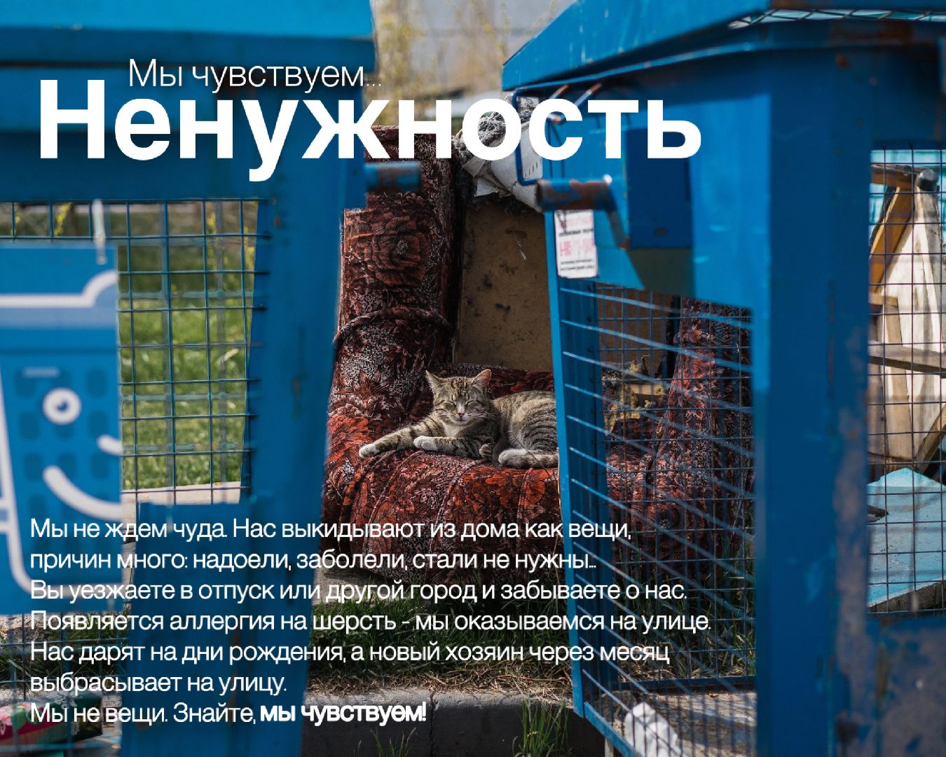 Шатура, день защиты животных,мы чувствуем,