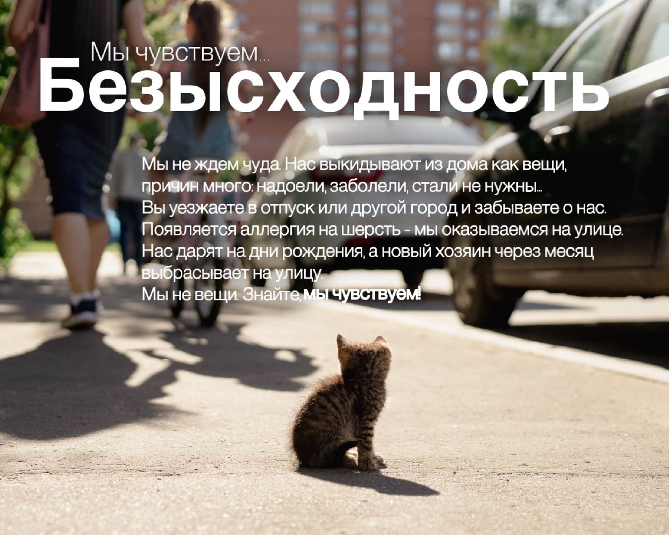 Шатура, день защиты животных,мы чувствуем,