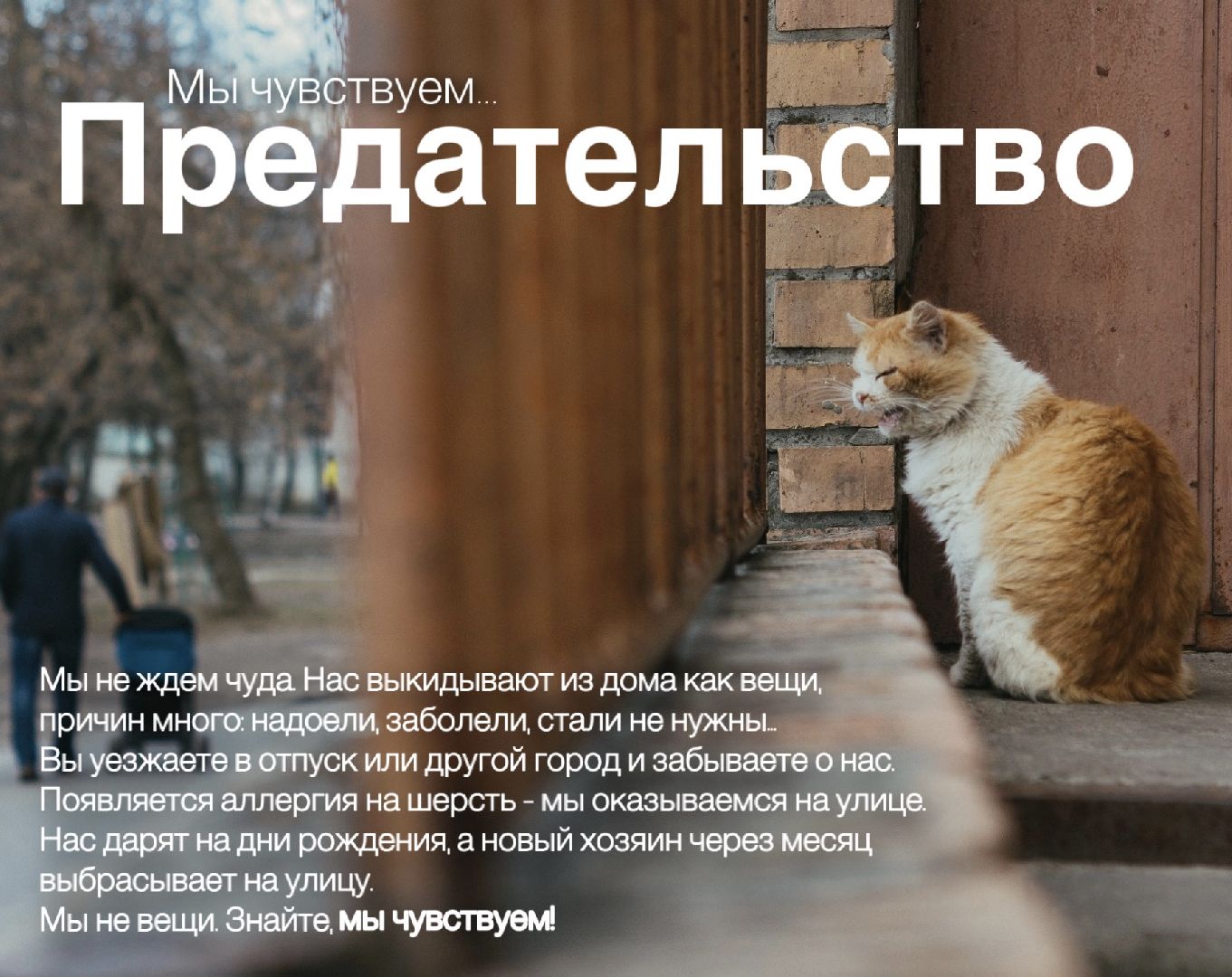 Шатура, день защиты животных,мы чувствуем,