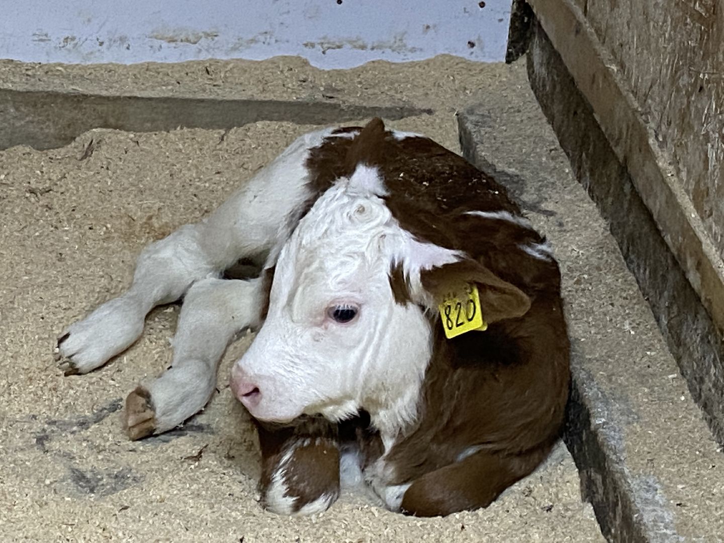 туризм, промышленный туризм, сыроварня,