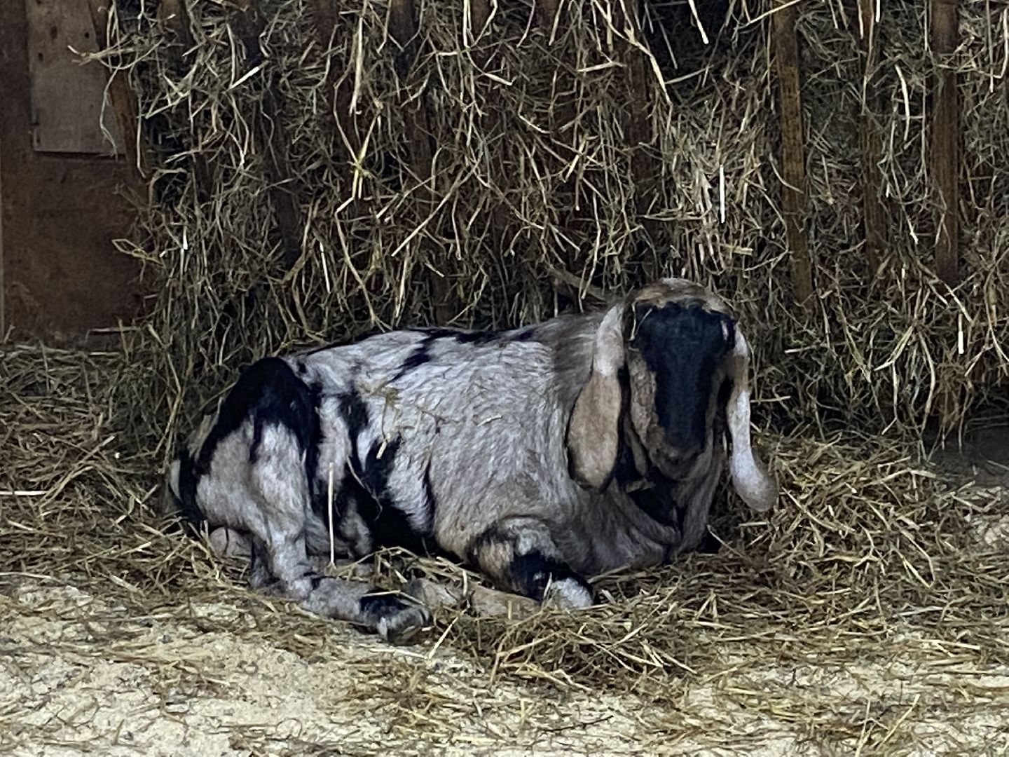 туризм, промышленный туризм, сыроварня,