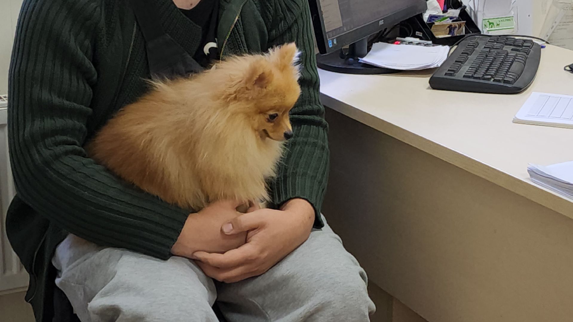 Одинцово, ветеринария, безнадзорные животные, Собаки, Кошки, Крысы, Белки, Бешенство, Столбняк,