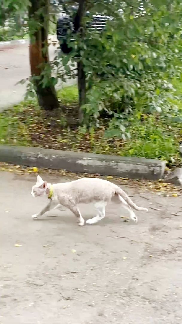 Одинцово, Ликино, Вич кошек, Кошки, ветеринария, Болезнь,