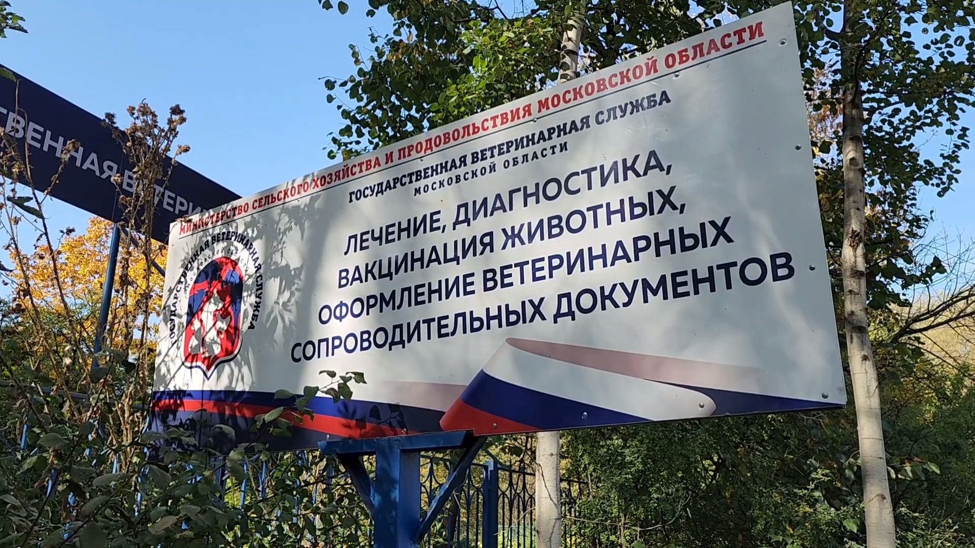 Одинцово, Ликино, Вич кошек, Кошки, ветеринария, Болезнь,