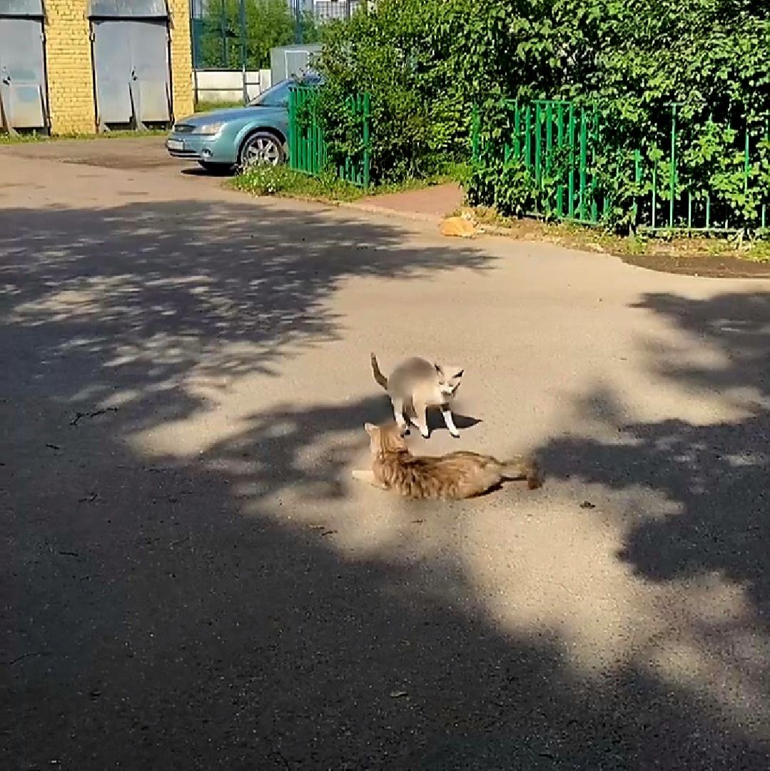 Одинцово, Ликино, Вич кошек, Кошки, ветеринария, Болезнь,