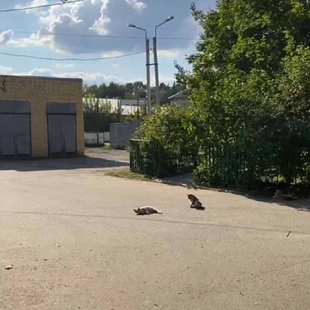 Одинцово, Ликино, Вич кошек, Кошки, ветеринария, Болезнь,