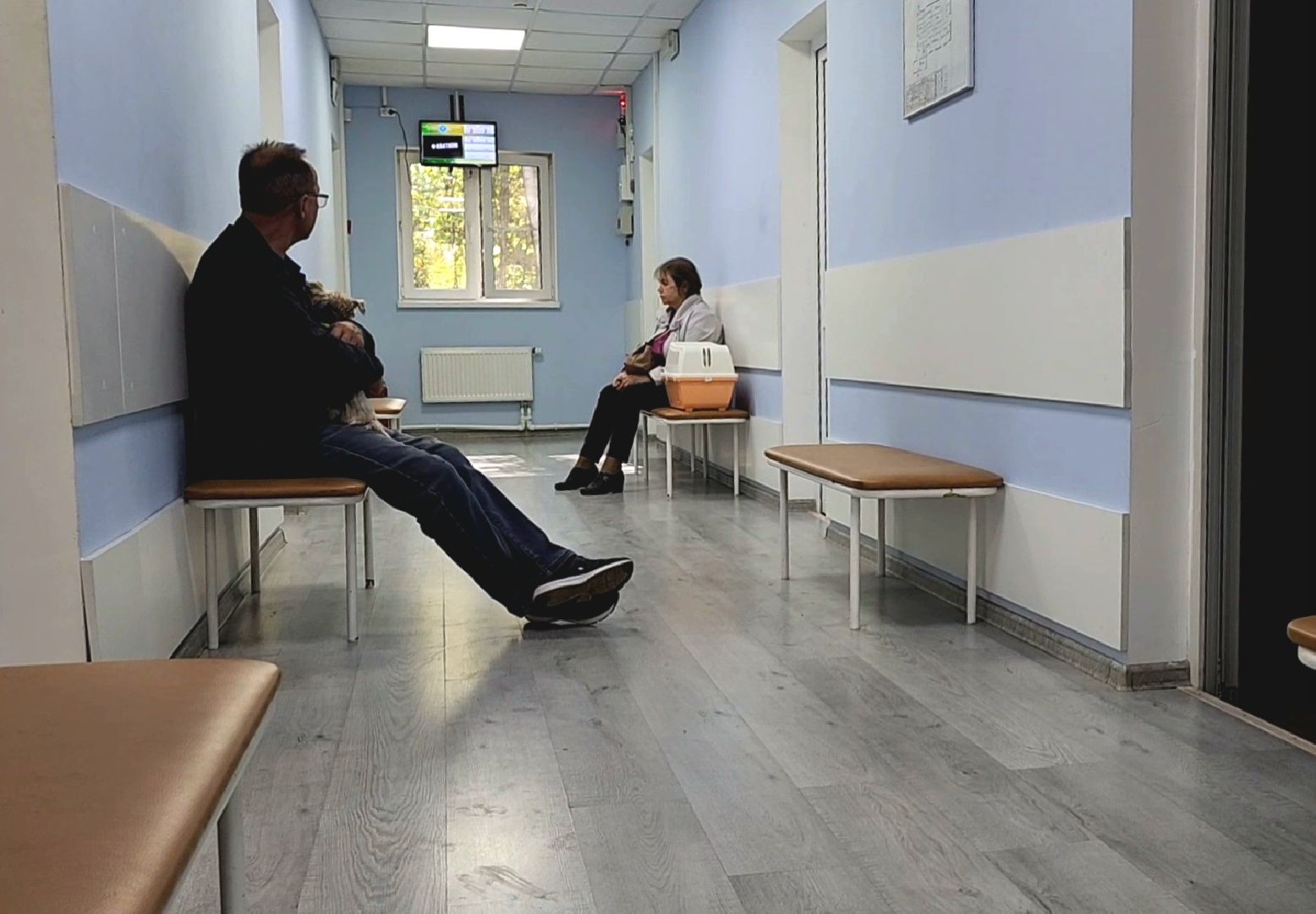 Одинцово, Ликино, Вич кошек, Кошки, ветеринария, Болезнь,