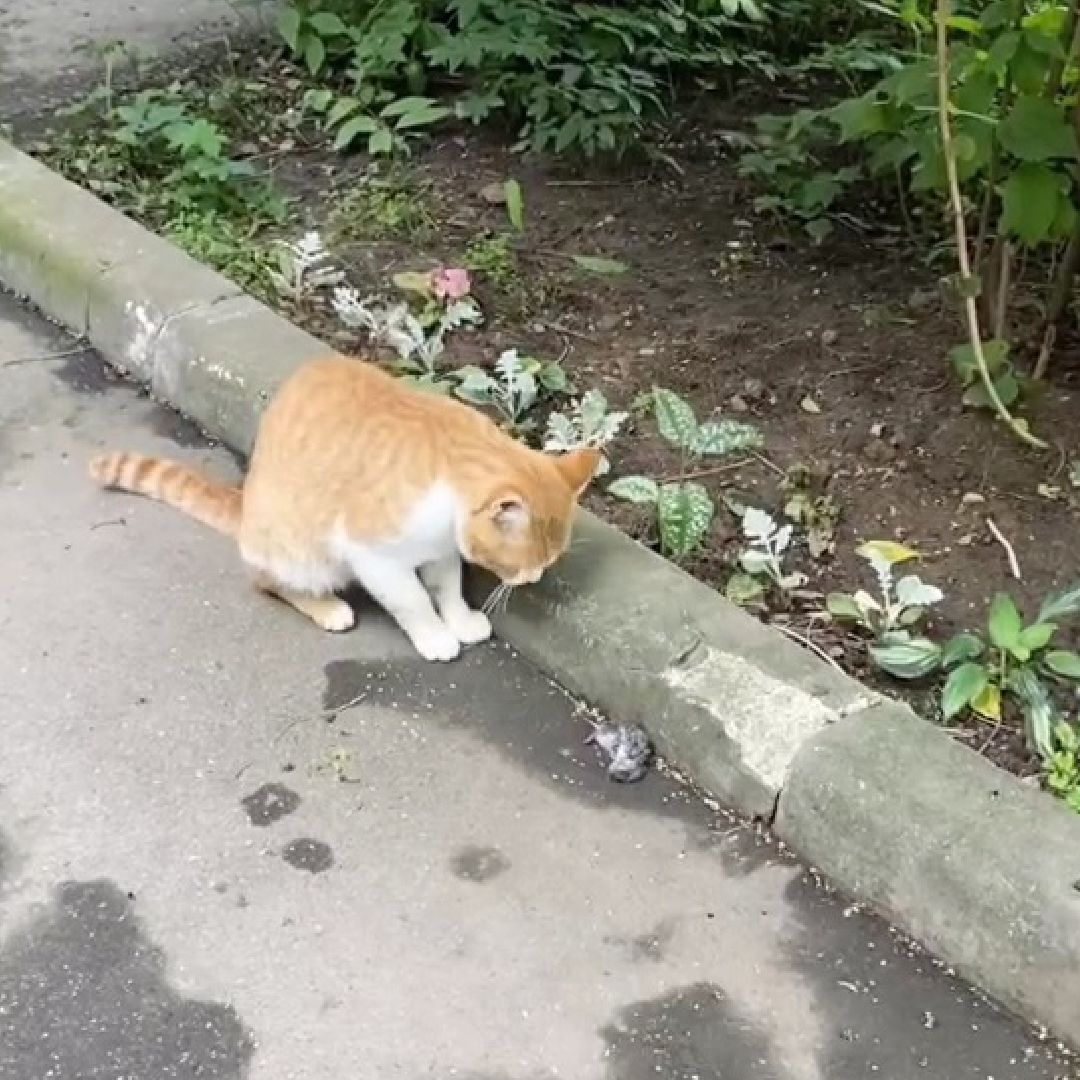 Одинцово, Ликино, Вич кошек, Кошки, ветеринария, Болезнь,