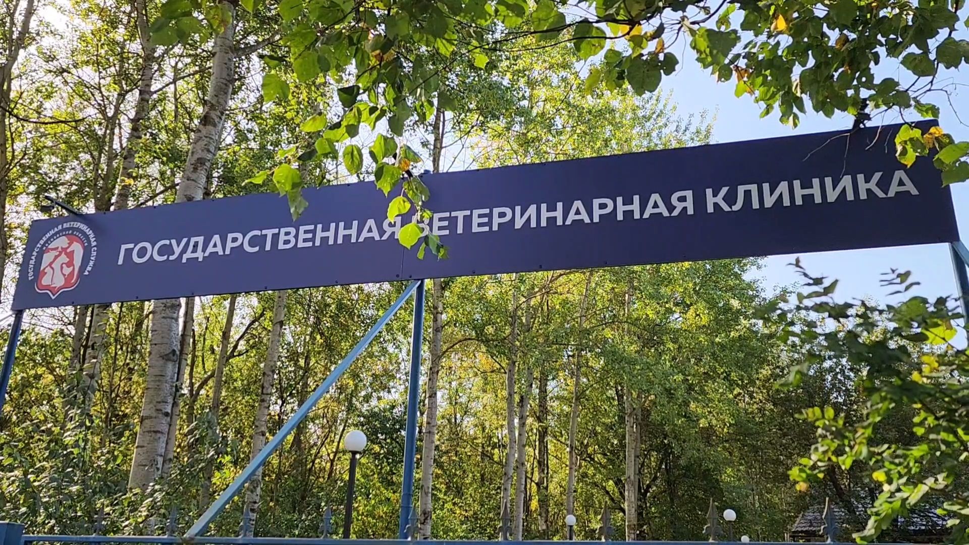 Одинцово, Ликино, Вич кошек, Кошки, ветеринария, Болезнь,