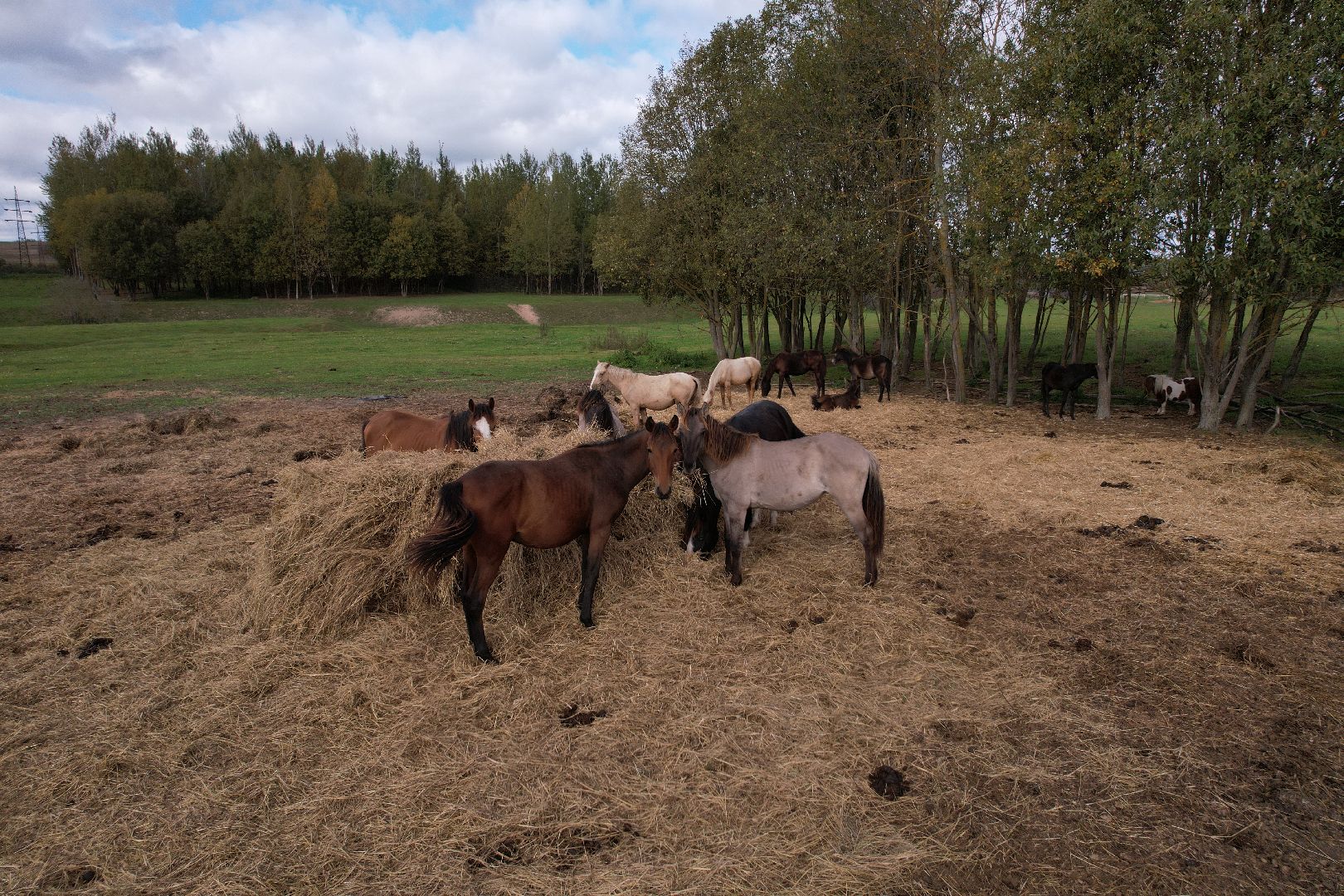 лошади, туризм, можайск,видео с коптера,