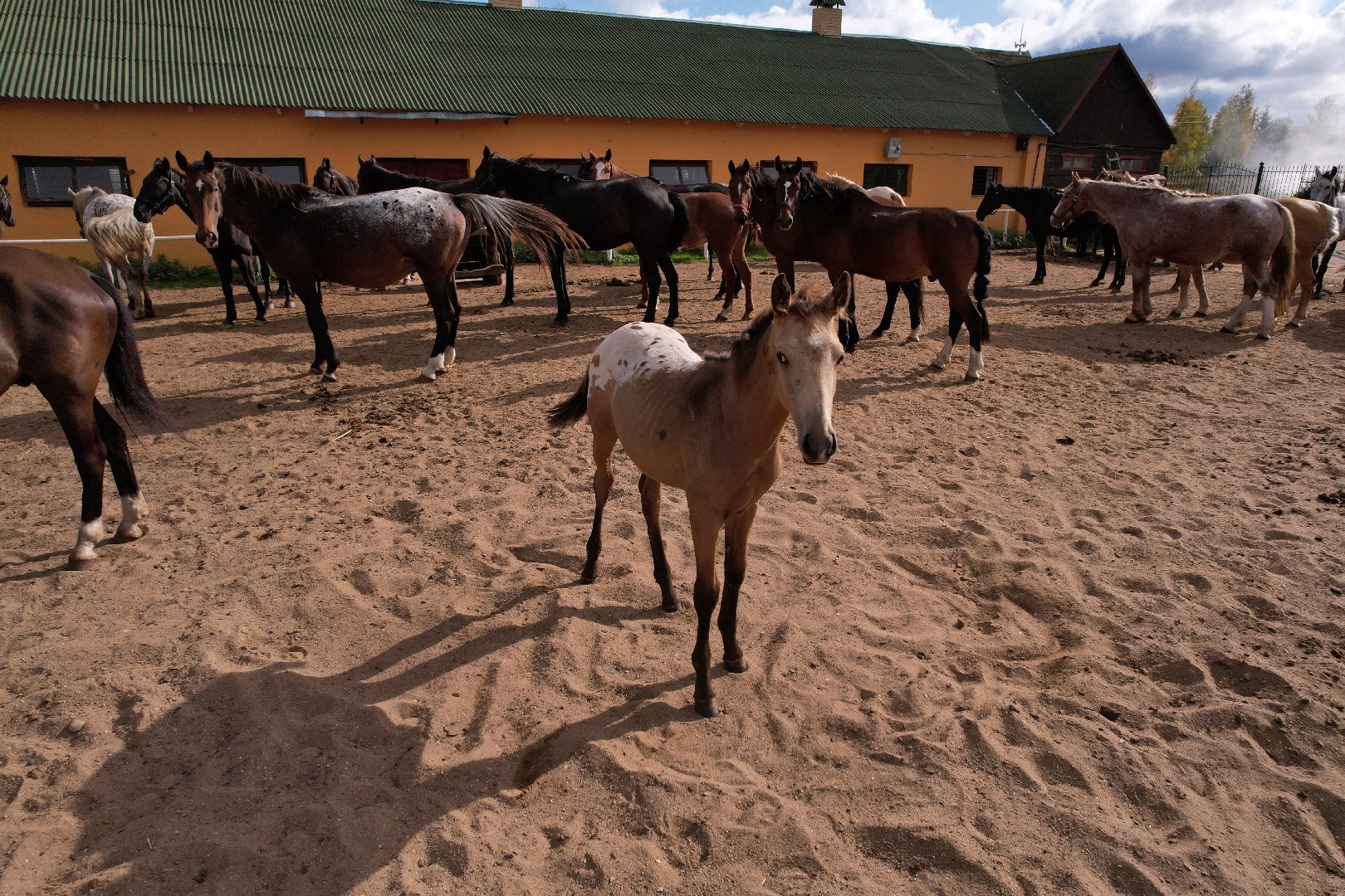 лошади, туризм, можайск,видео с коптера,