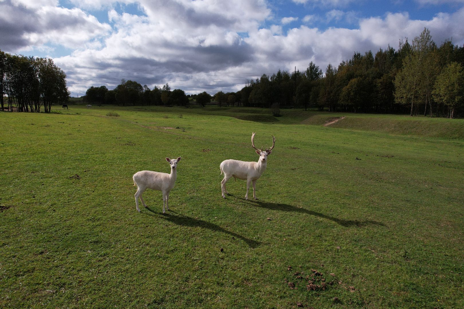 лошади, туризм, можайск,видео с коптера,