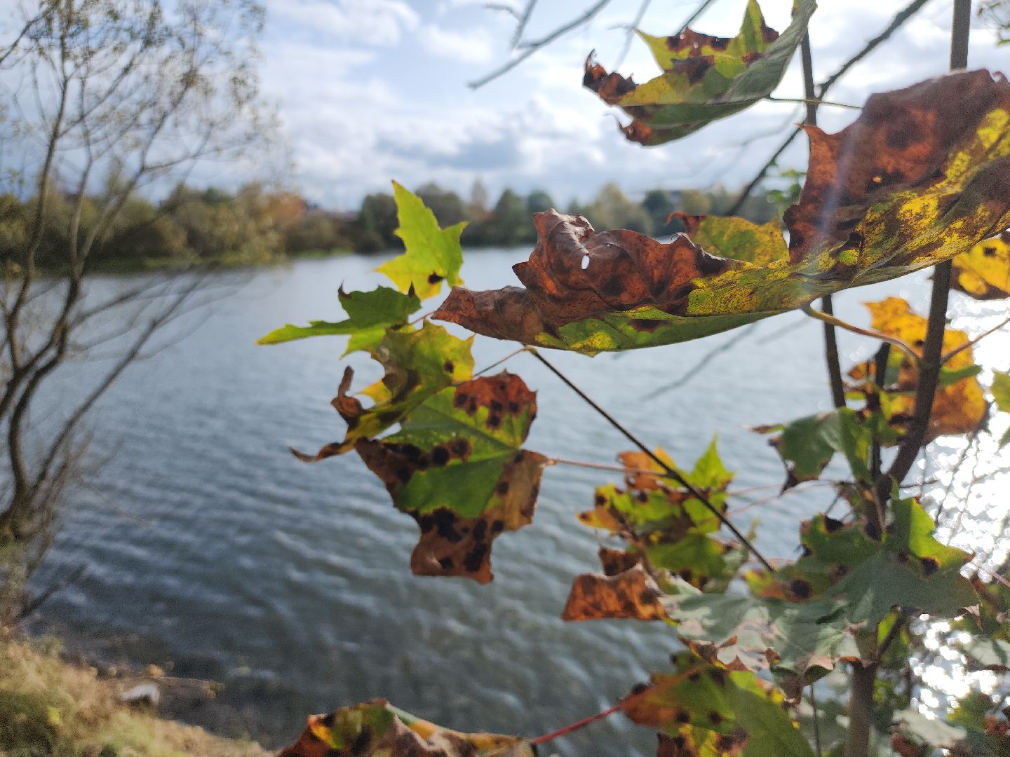 река Злодейка, плотина, Домодедово,