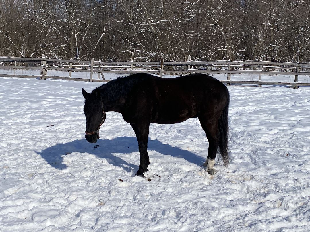 Ребенок, ДЦП, иппотерапия