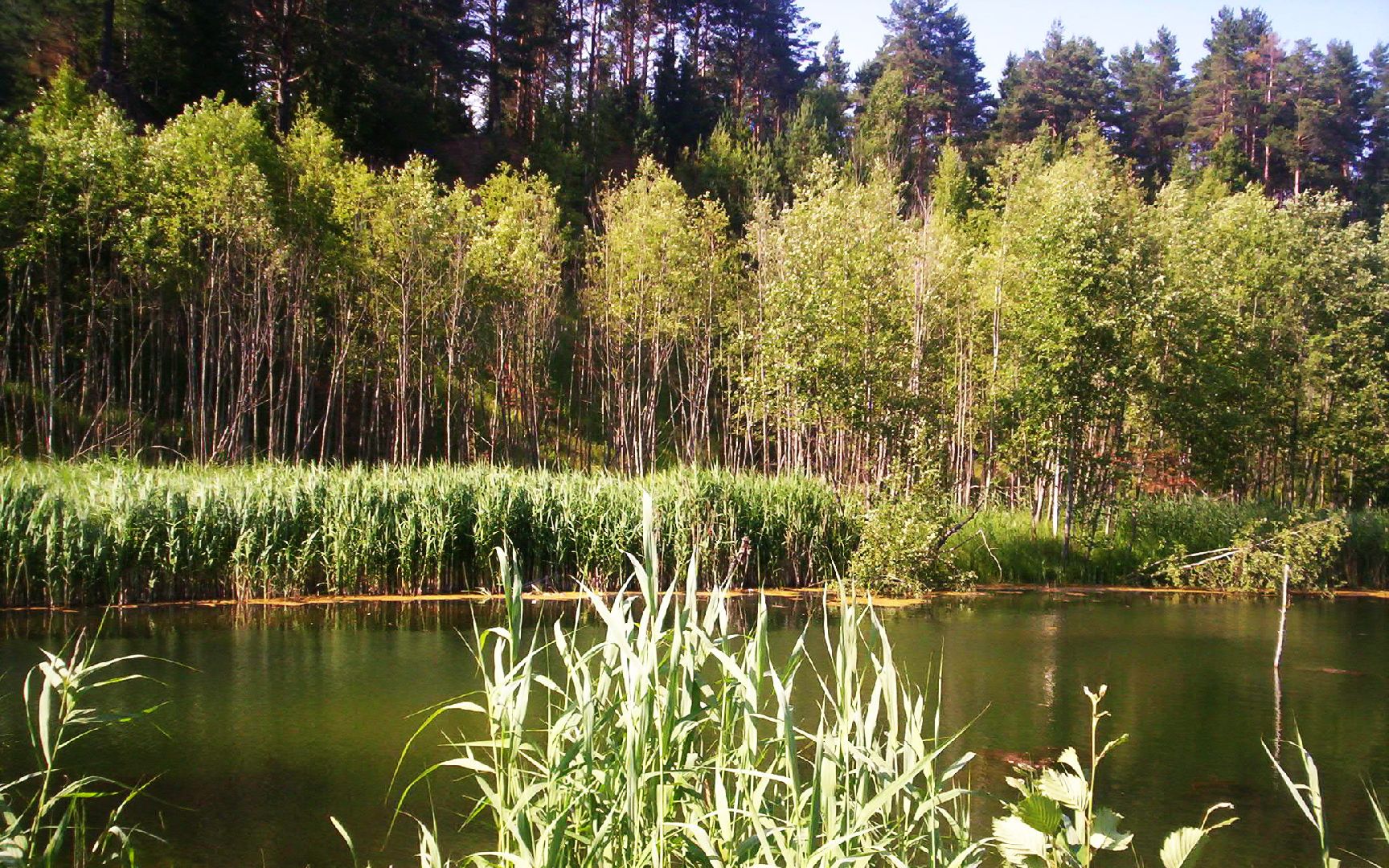 шаховская, мертвое озеро, легенда, байки, Страшилки,