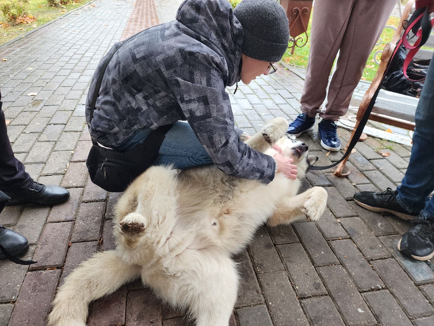 павловский посад, городской округ павловский посад, спецоперация, люди, собаки, приют, благотворительность,