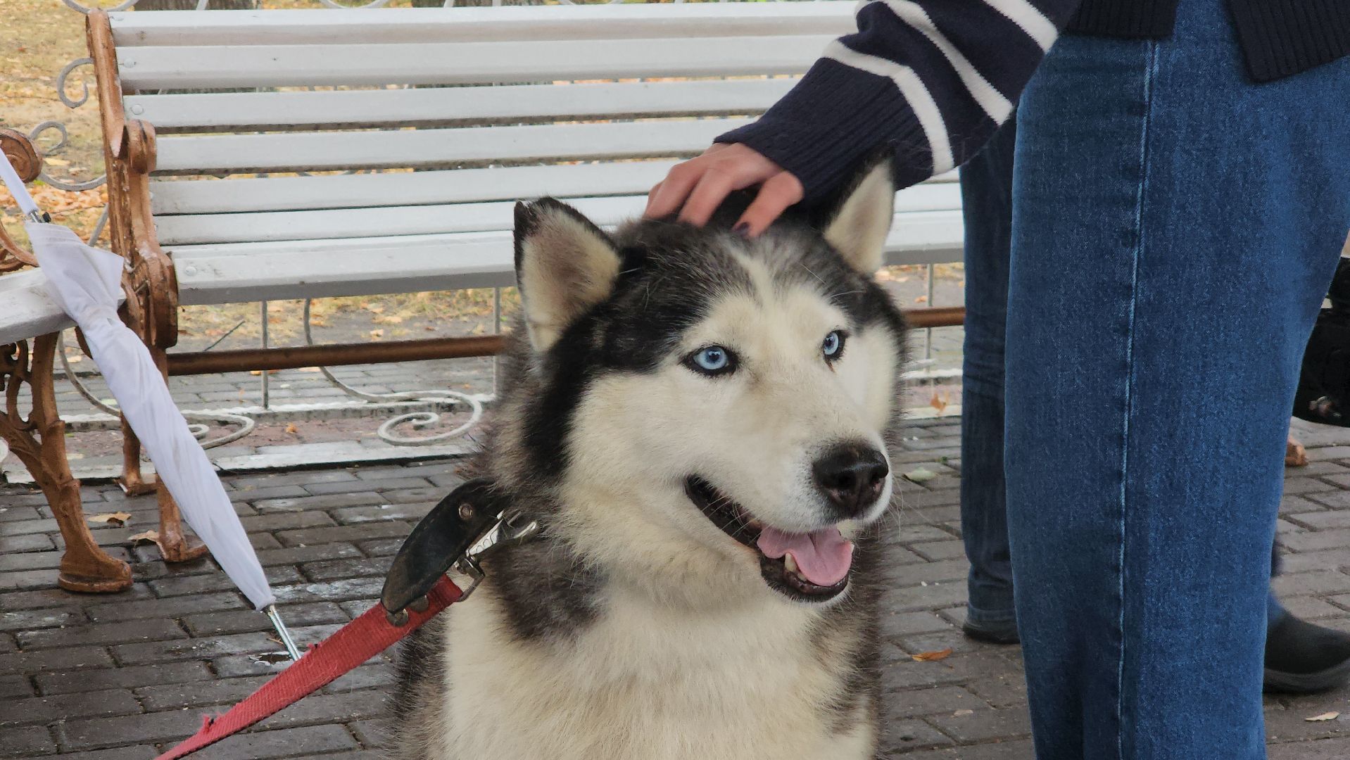 павловский посад, городской округ павловский посад, спецоперация, люди, собаки, приют, благотворительность,