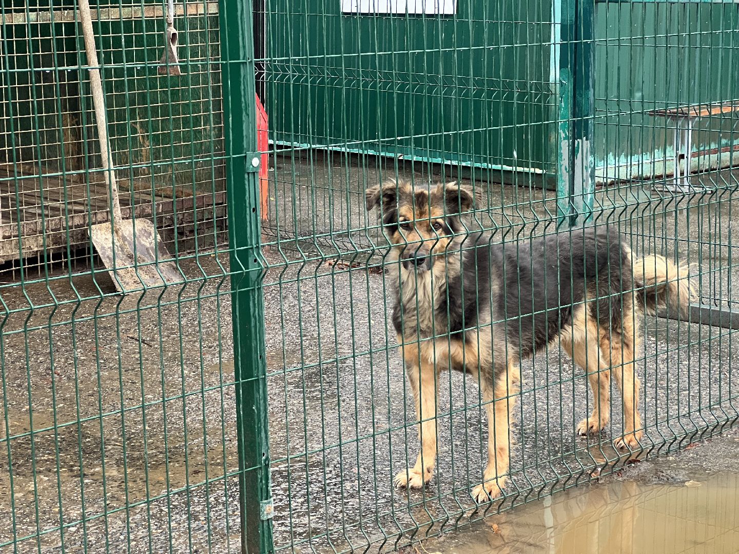 химки, бездомные животные, мгер, приют для животных,