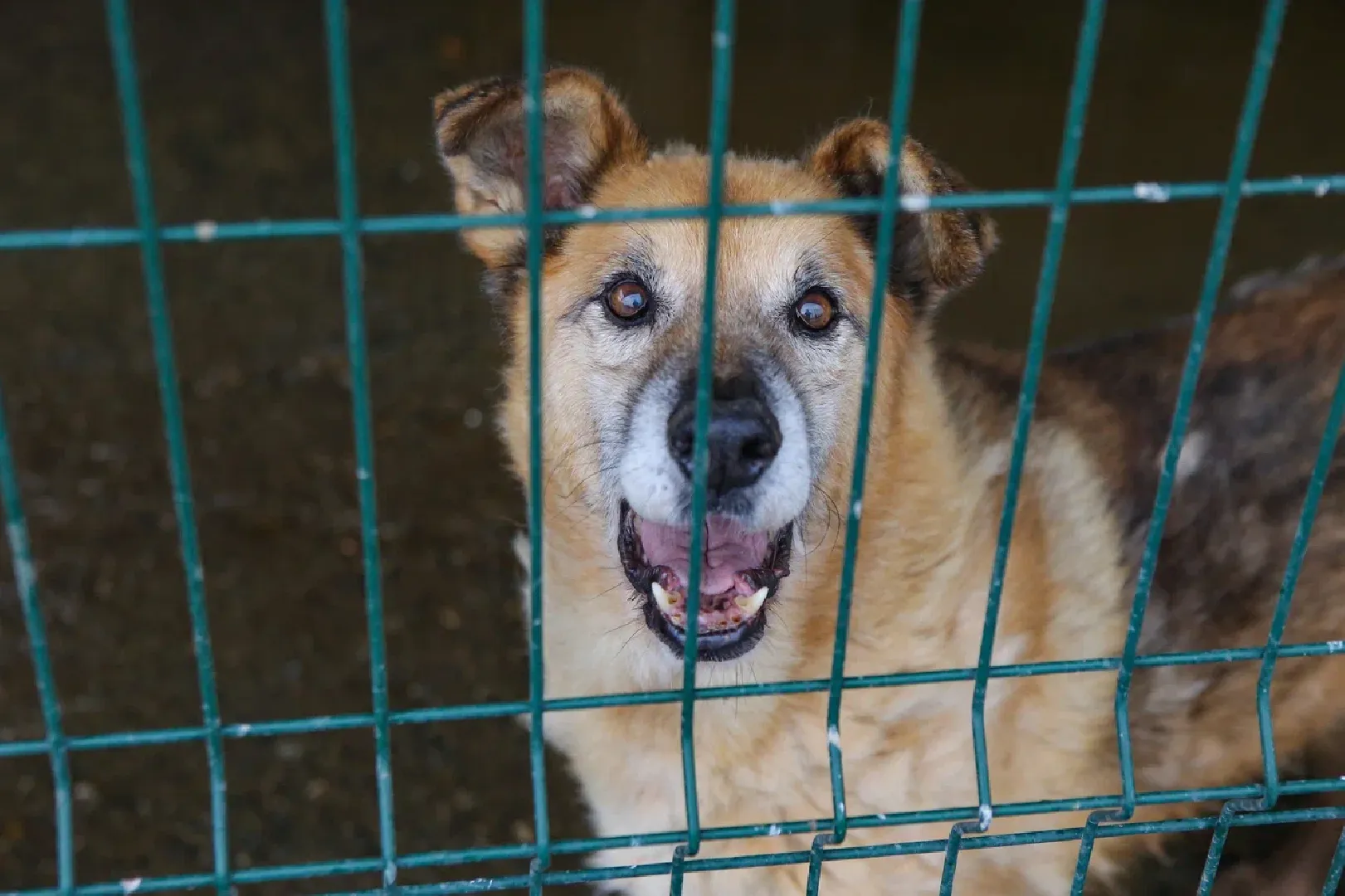 химки, бездомные животные, мгер, приют для животных,