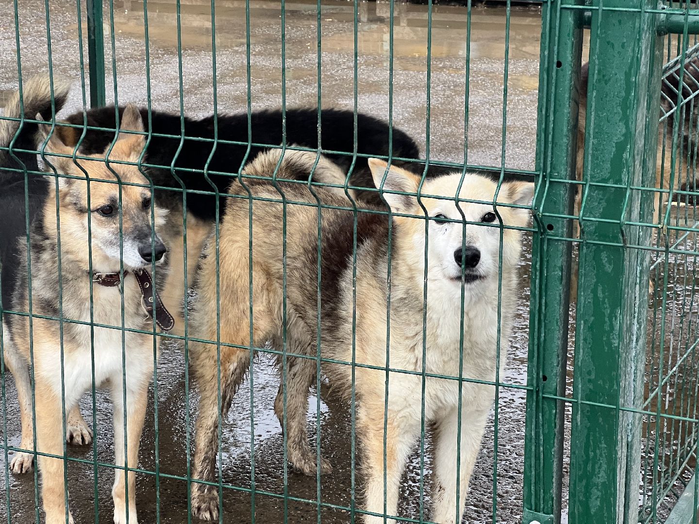 химки, бездомные животные, мгер, приют для животных,