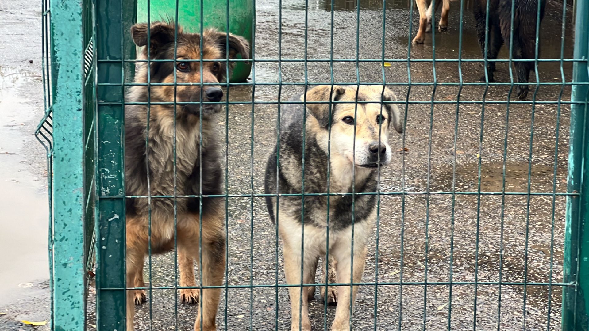 химки, бездомные животные, мгер, приют для животных,