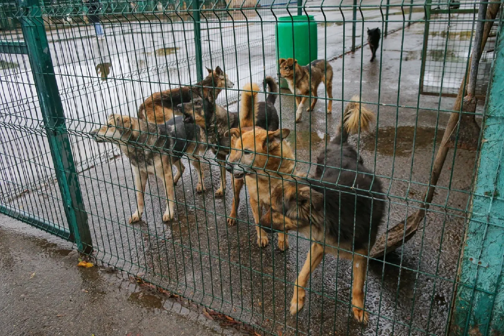 химки, бездомные животные, мгер, приют для животных,