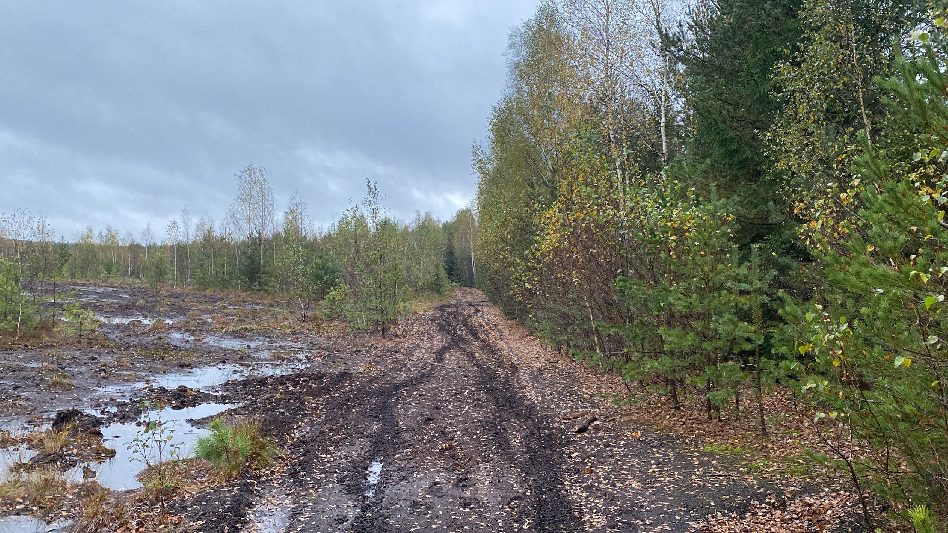 волоколамск, шитьково, болота, озеро, торфянники, легенды, миф, сказки, лес, лесное озеро,