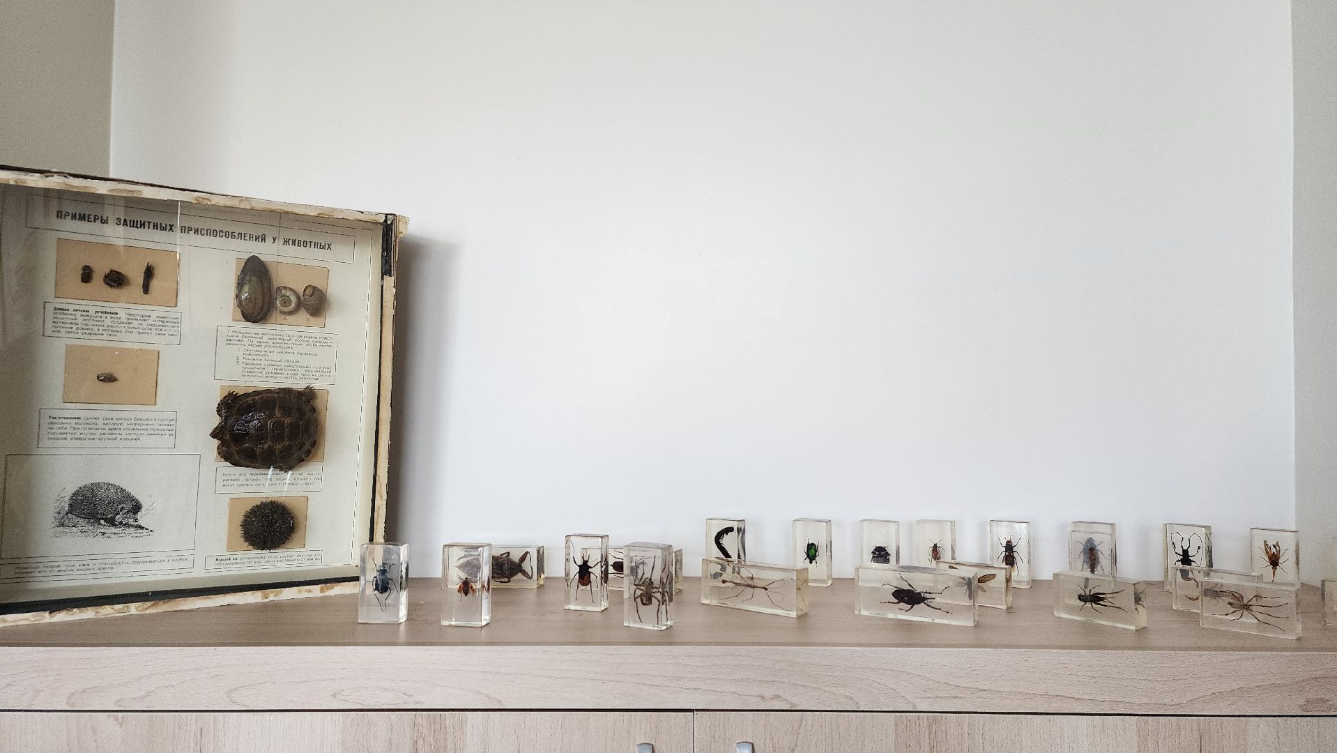 точка роста, образование, обучение, Старая Купавна, Богородский городской округ,