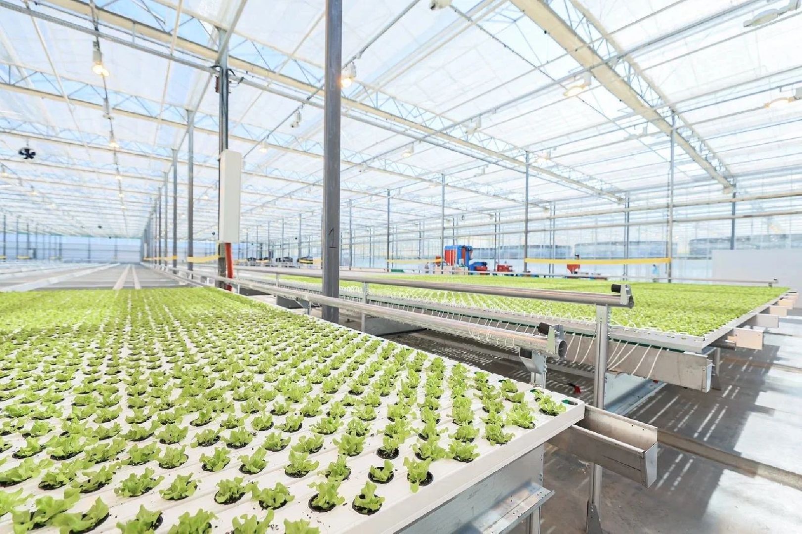 экономика, тепличный комплекс, воскресенск, овощи, продукты,