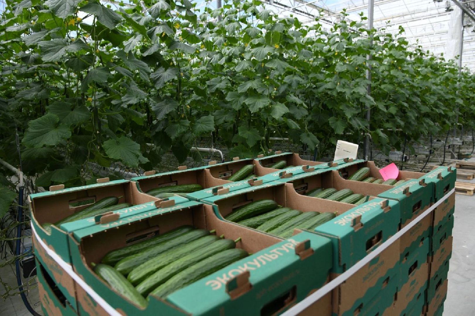 экономика, тепличный комплекс, воскресенск, овощи, продукты,