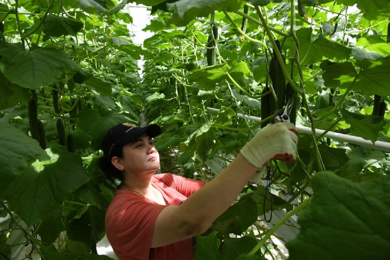 экономика, тепличный комплекс, воскресенск, овощи, продукты,