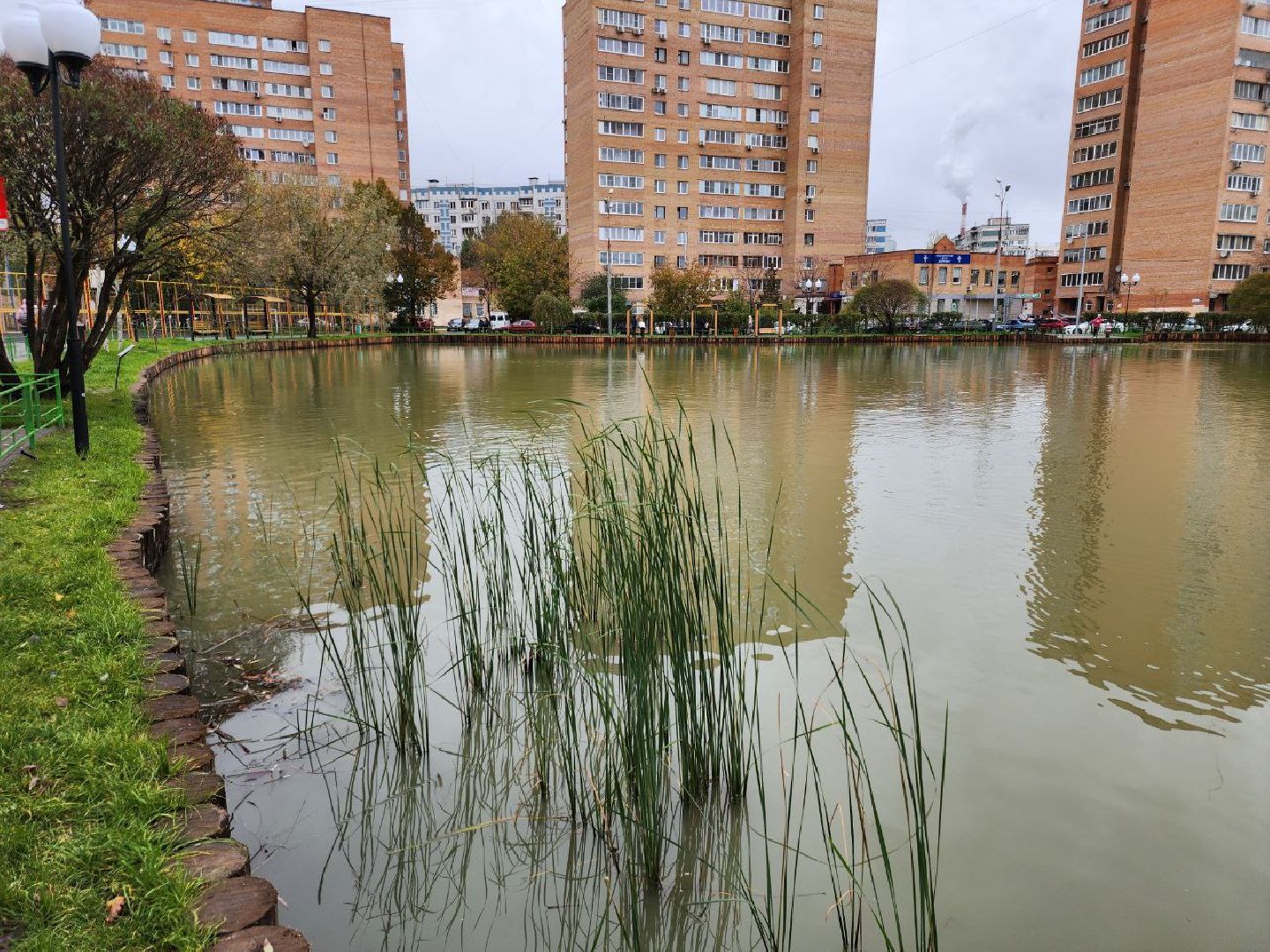 мытищи, Алексеевский пруд, сукромка, рыба, экология, рыбалка,