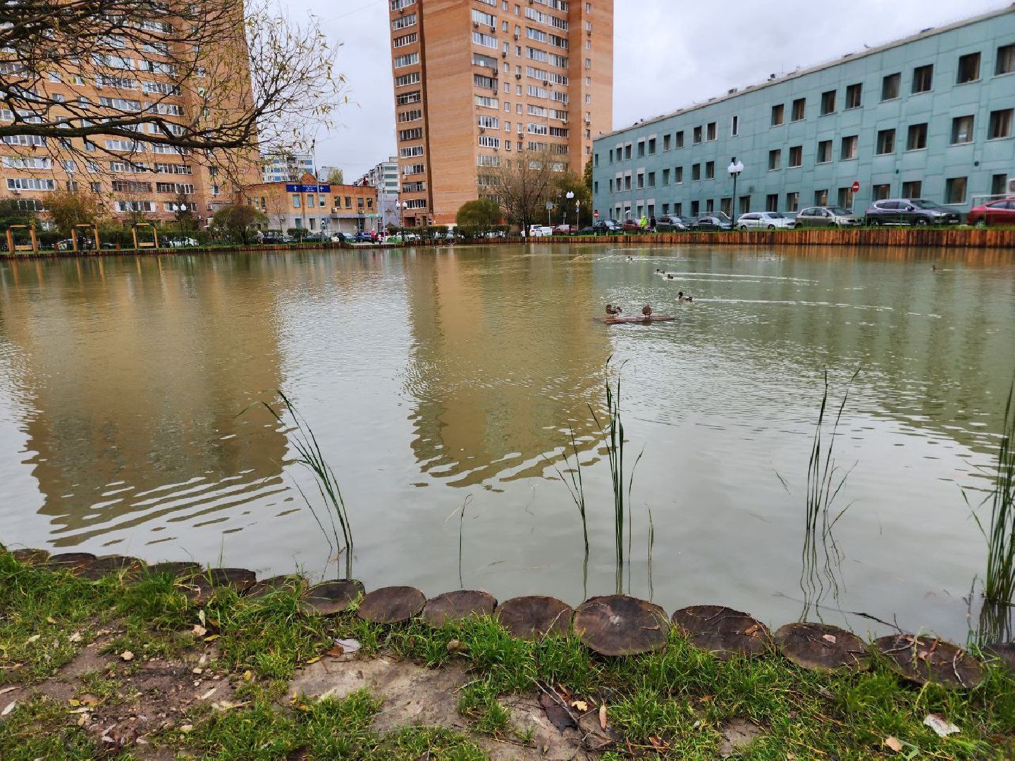 мытищи, Алексеевский пруд, сукромка, рыба, экология, рыбалка,
