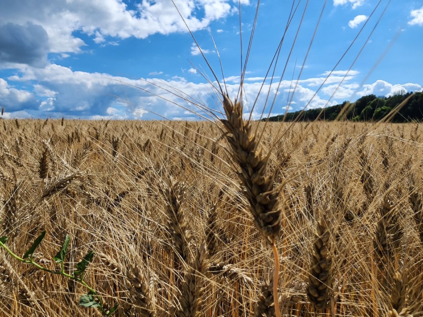 Серебряные Пруды, урожай 2023, Подмосковные 10 га, сельское хозяйство,