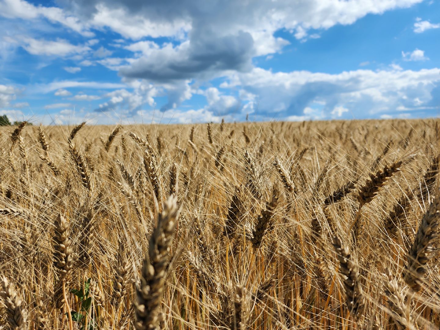 Серебряные Пруды, урожай 2023, Подмосковные 10 га, сельское хозяйство,