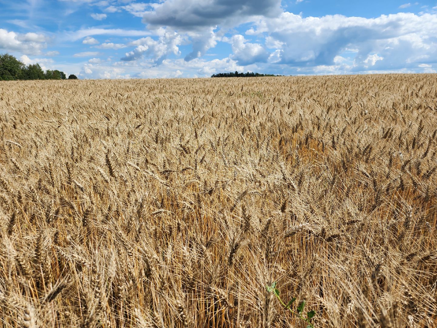 Серебряные Пруды, урожай 2023, Подмосковные 10 га, сельское хозяйство,