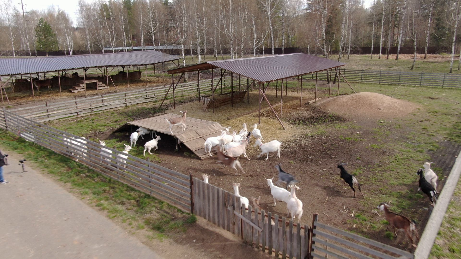 талдом, ферма, козы,видео с коптера,