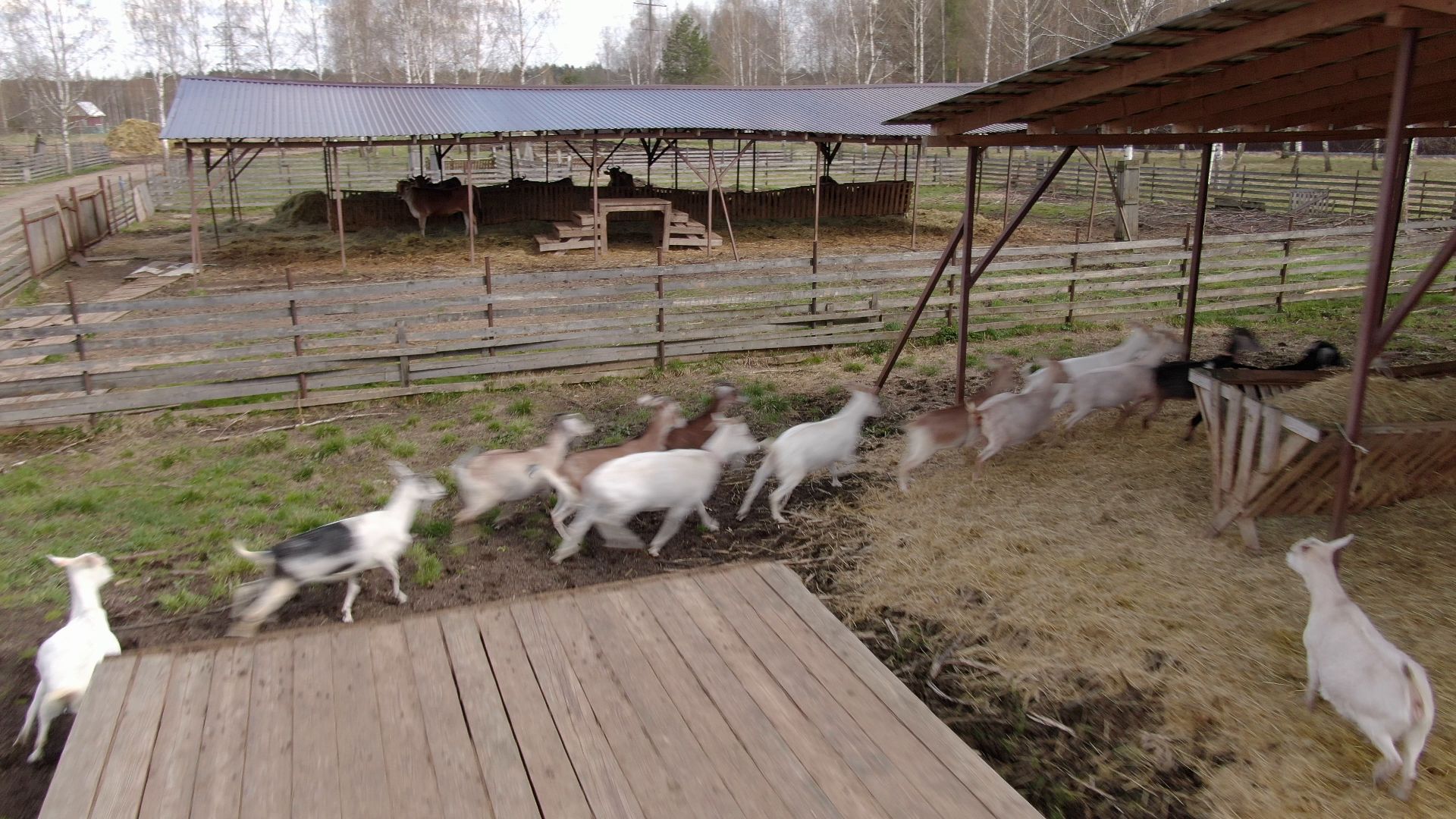 талдом, ферма, козы,видео с коптера,